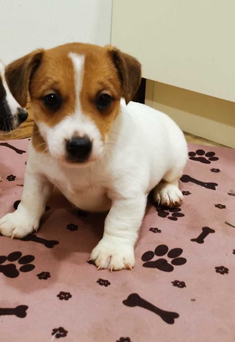 Jack Russell Terrier piękny piesek