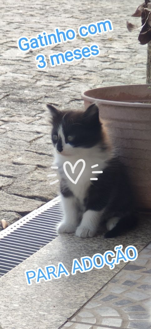 Gatinho com 3 meses
