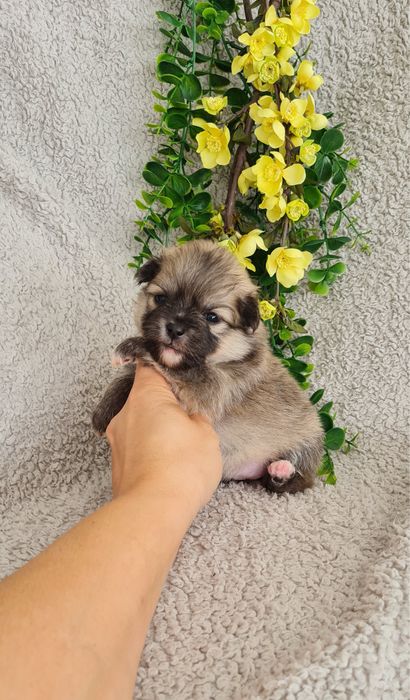 Excelente menina miniLulu da Pomerânia/ Spitz Alemão Anão de Qualidade