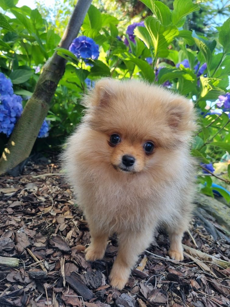 Szpic miniaturowy pomeranian piesek 1.3kg