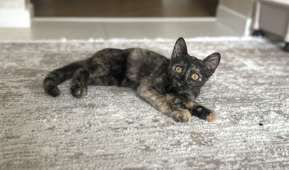 Смішнюче кошеня Фіфа