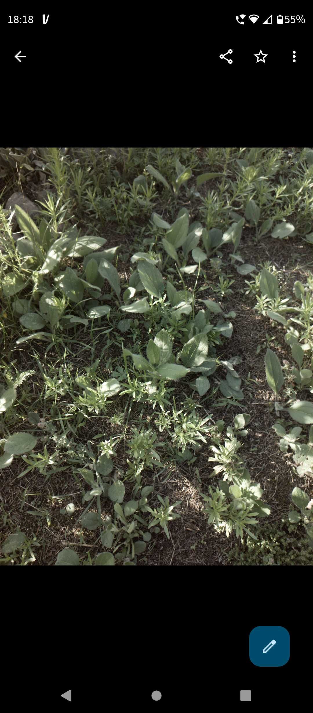 Rudbekia sadzonka sadzonki nadwyżki ogrodu