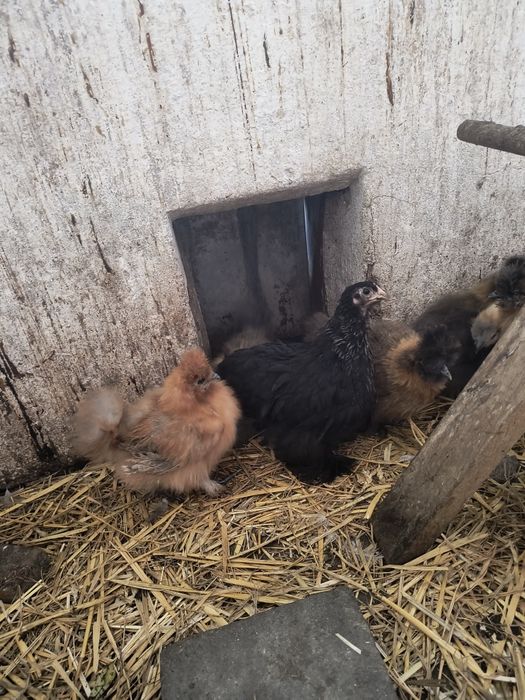 Sprzedam silki pary 3 miesięczne pary