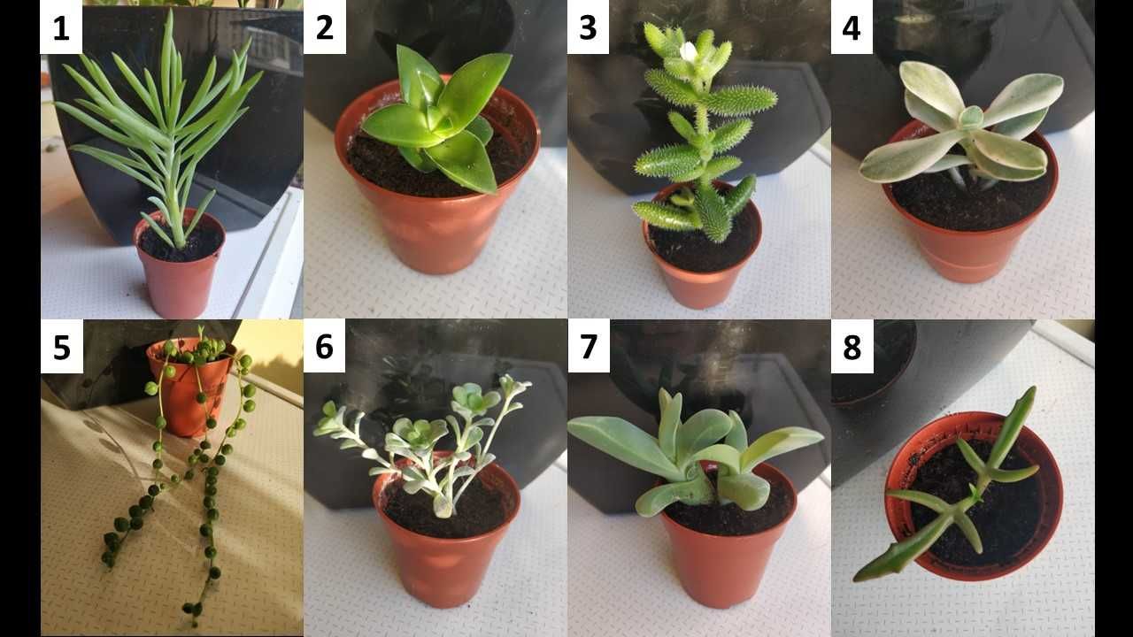 Várias Plantas Suculentas