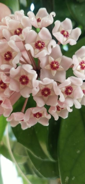 Хойя Карноза.       .