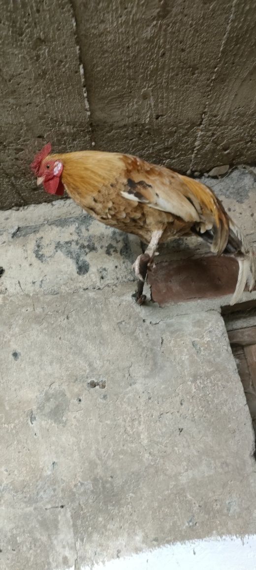 Sprzedam za 60 zł za sztukę