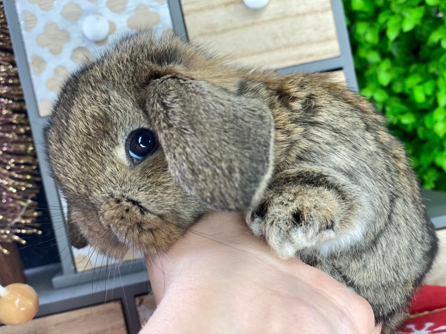 Mini lop z odbiorem na 20.12 króliczki mini lopy dowóz