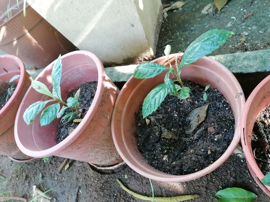 Vendo árvores nespereira, romanzeira, papaia, abacateiro