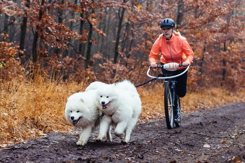 Samoyed FCI listopad/grudzień