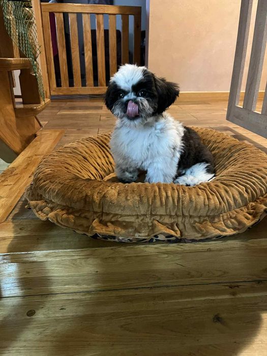 Szczenię Shih tzu gotowe do odbioru
