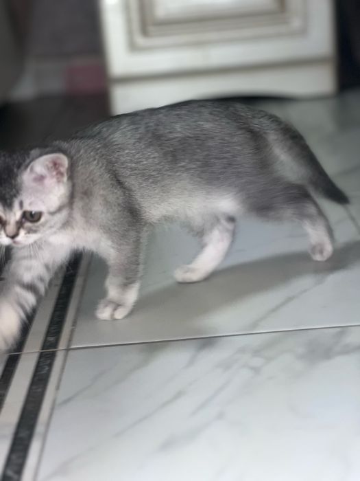 Кошеня британське срібна шиншила . Бейбі фейс