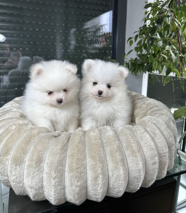 Pomeranian szpic miniaturowy xxs bardzo mały biały znakomite geny