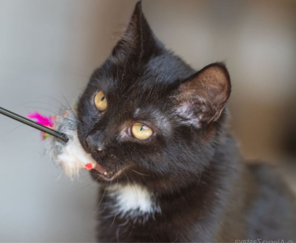 Оникс, молодой черный кот 1 годик