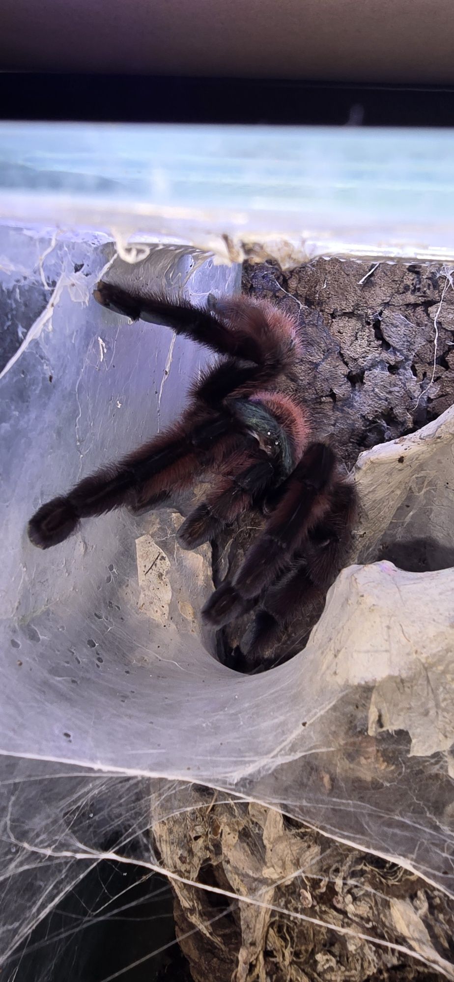 Caribena versicolor l1 ptasznik