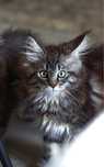 Iliana - Czarna Pręgowana Kotka Maine Coon FPL