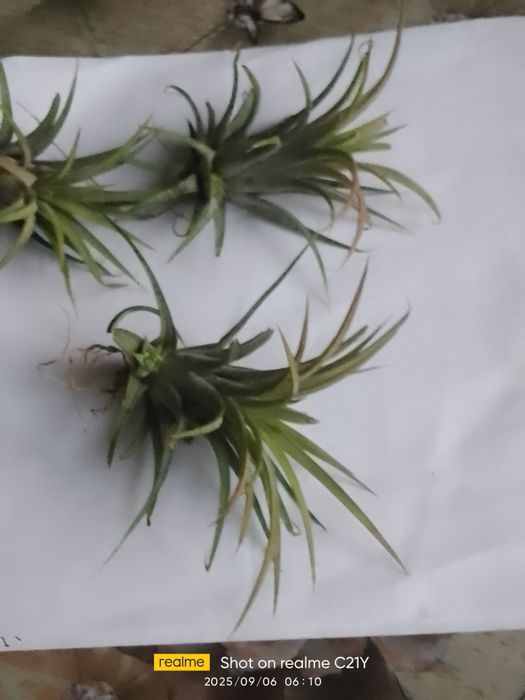 Мімоза жовта, тілландсія атмосферна,турея,олеандр, стреліція ,шефлера