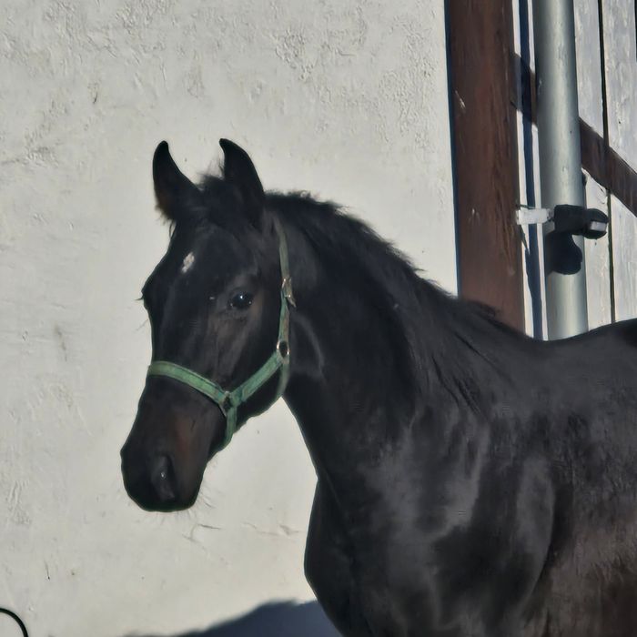 Ogierek wielkopolski