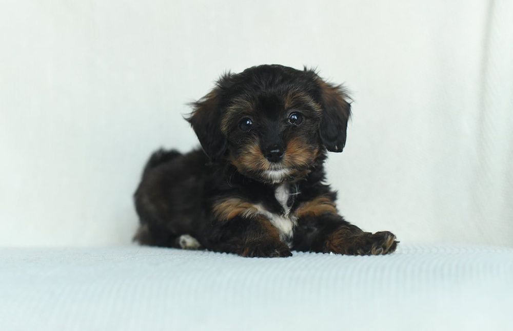 yorkshire terrier/pudel toy