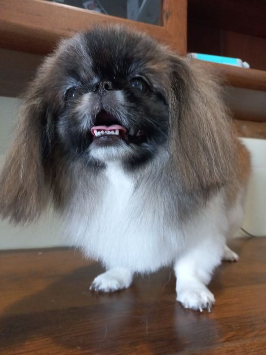 Стрижка собак мелкие и средние породы. Груминг на Кацарской