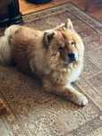 Chow chow śliczny piesek