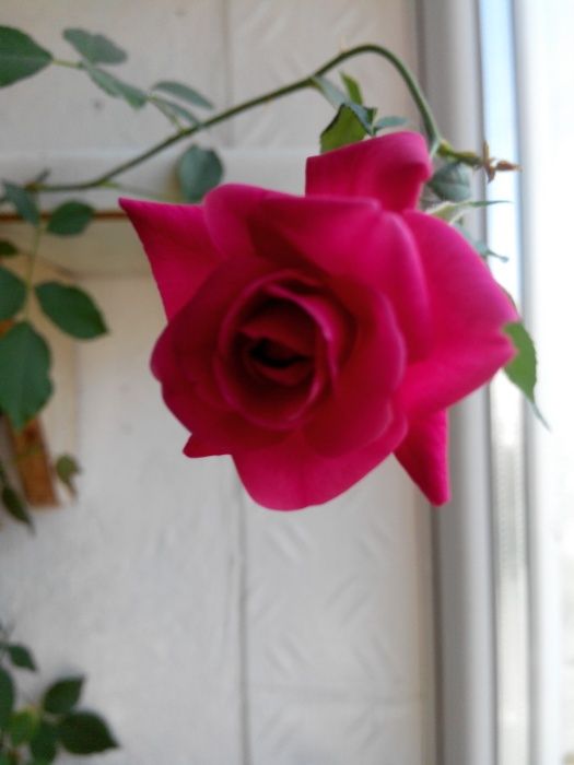 Троянда кімнатна колір темно рожевий.