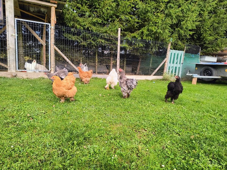 Kochin olbrzymi kurczaki