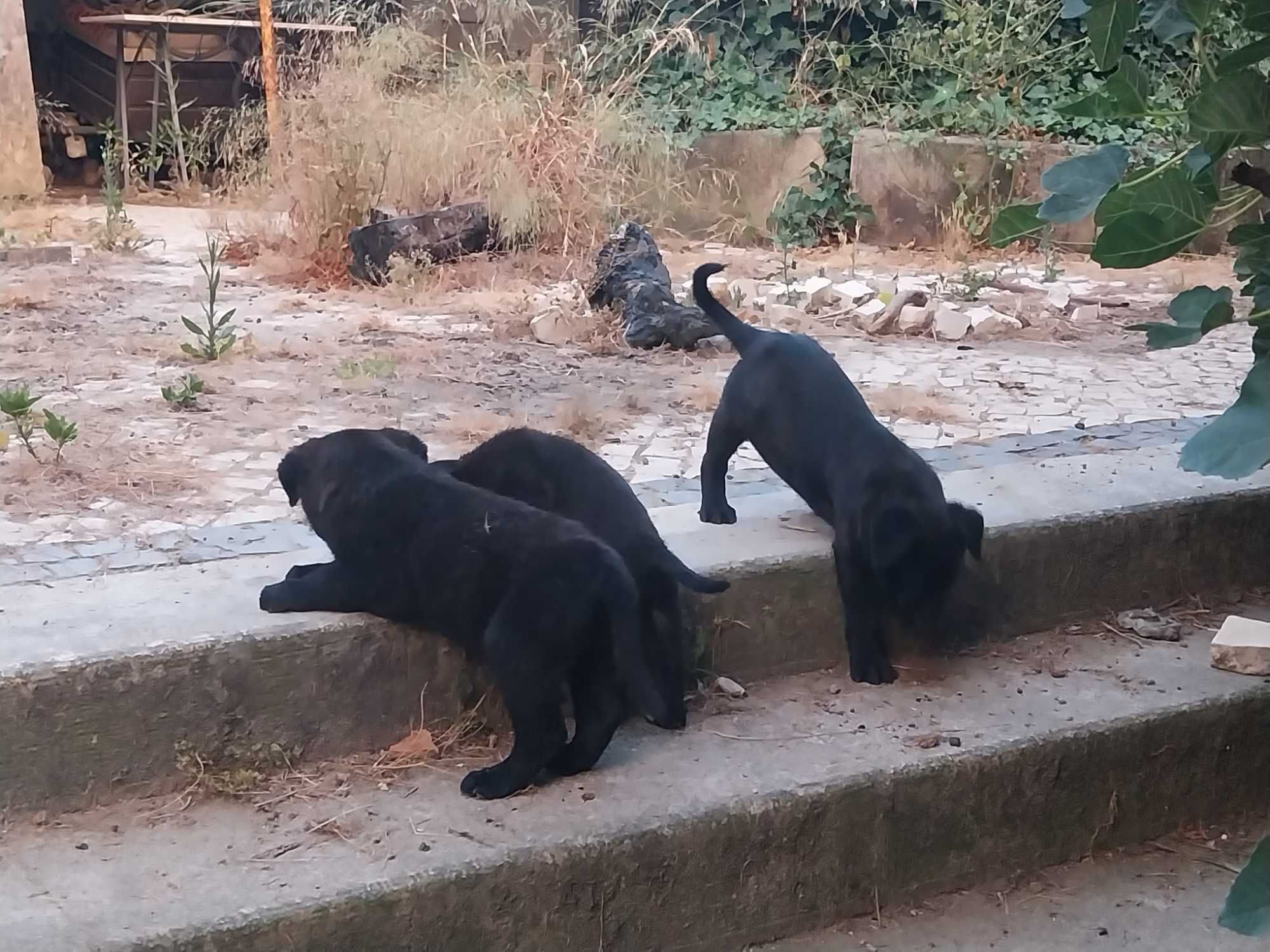 dão-se labradores