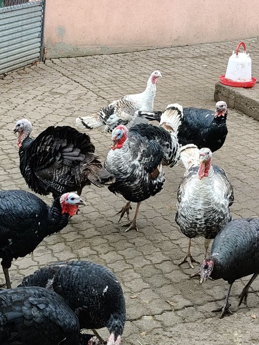 Indyki Indory Staropolskie