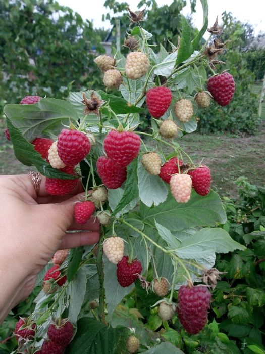 Продам саженцы малины ремонтантной