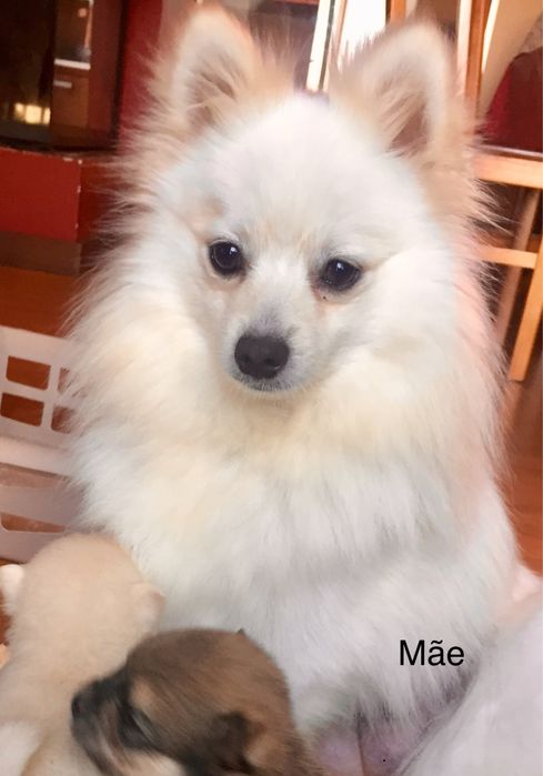 spitz anao branco perola