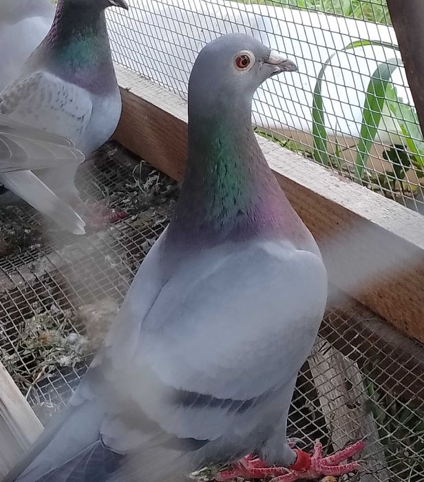 Samice pocztowe z rodowodem