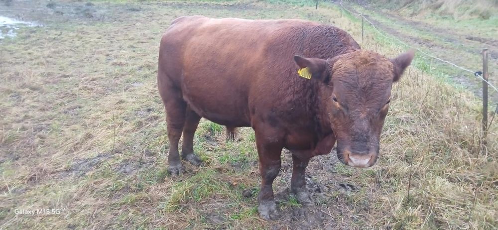 Byk rozpłodowy Angus