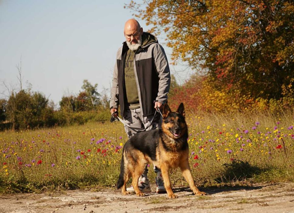 Satosz - przepiękny owczarek niemiecki szuka domu