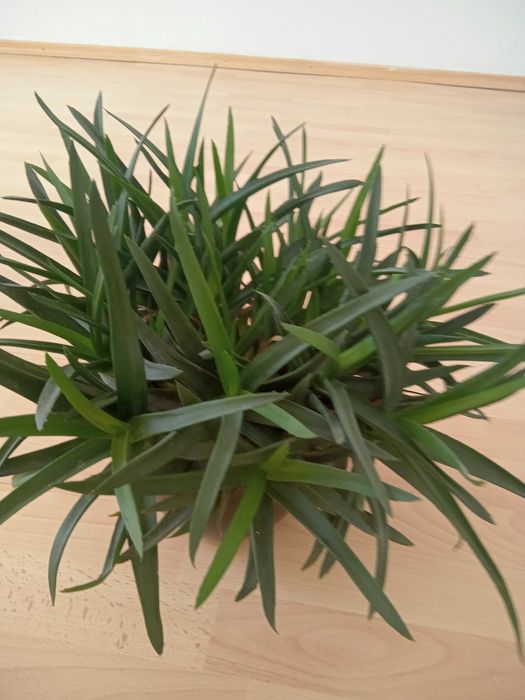 Aloes , kaktusy i inne