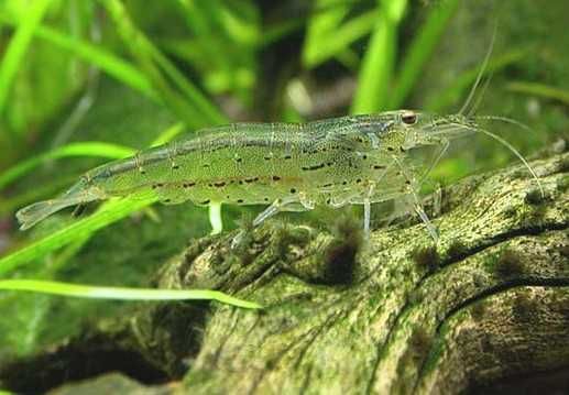 Krewetka Amano XL- Caridina multidentata Caridina japonica