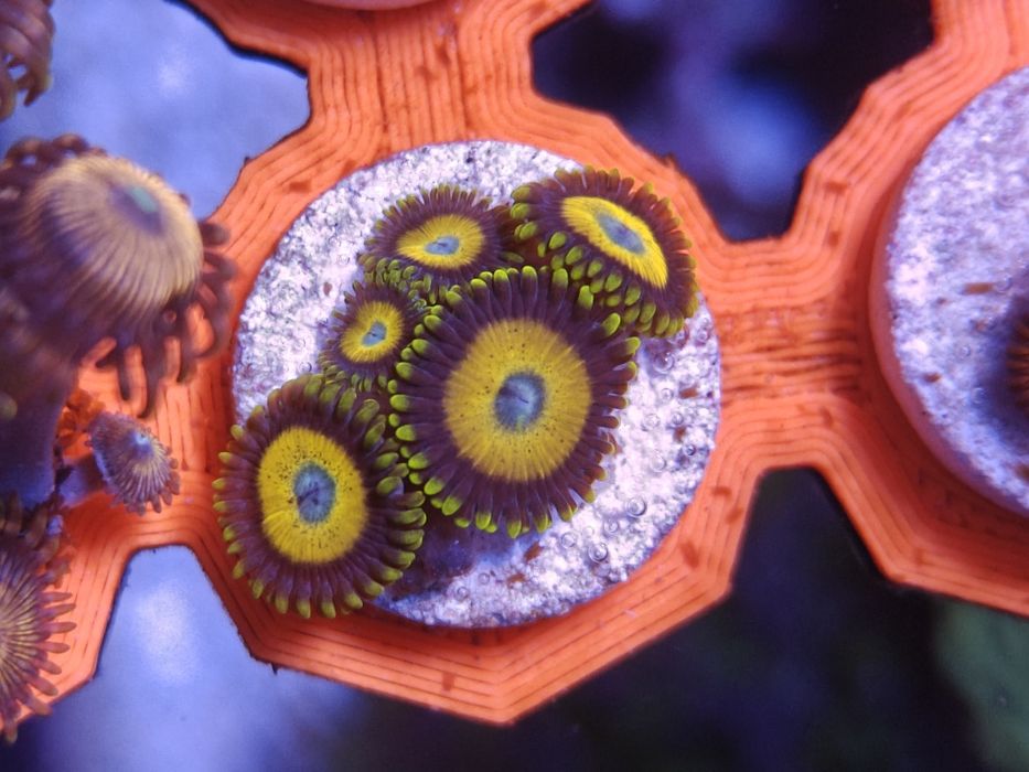 Scrambled Eggs Zoanthus, Corais de água salgada