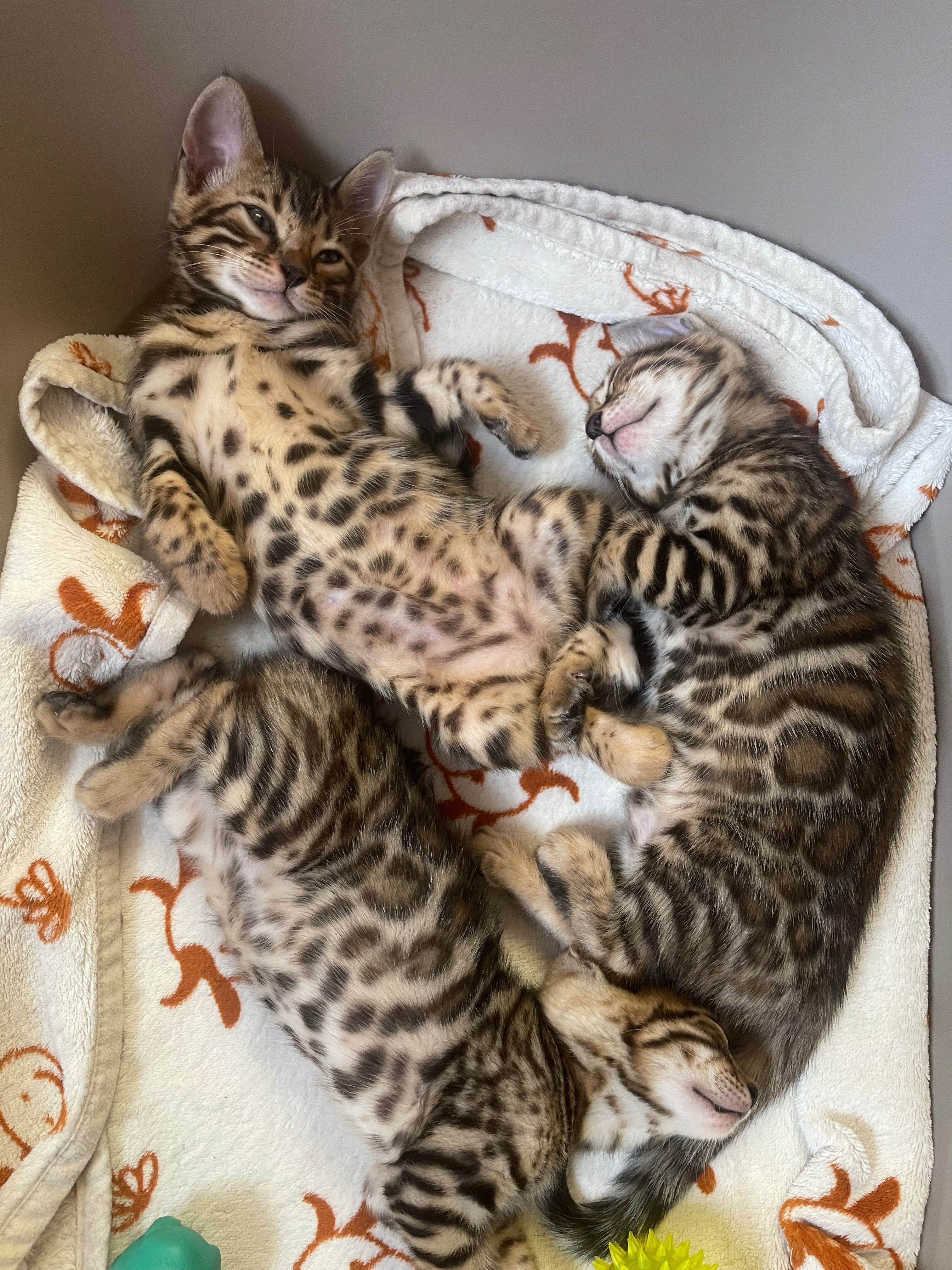 Бенгальські кошенята