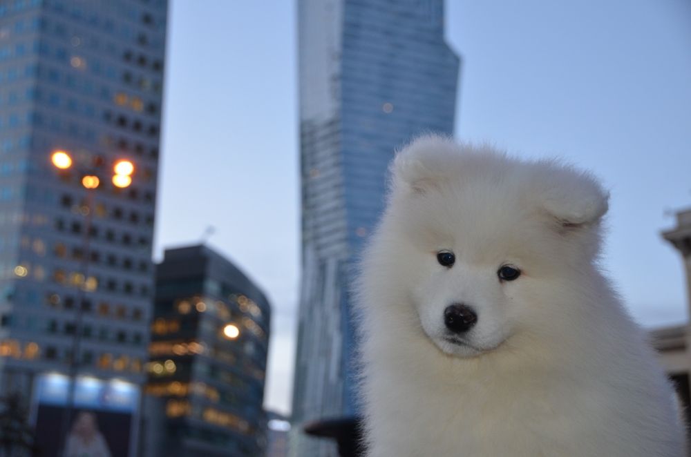Samoyed ZKwP FCI