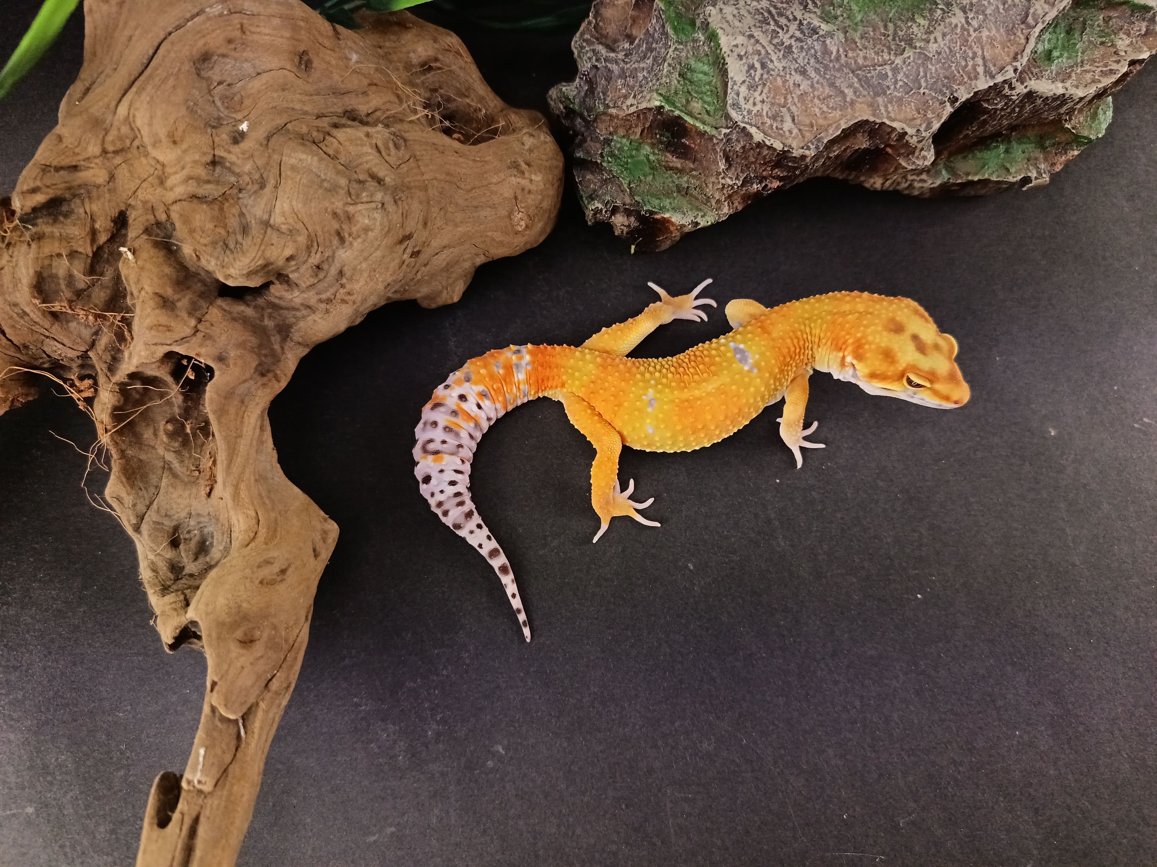 Gekon Lamparci Tangerine  nr ref. EM445