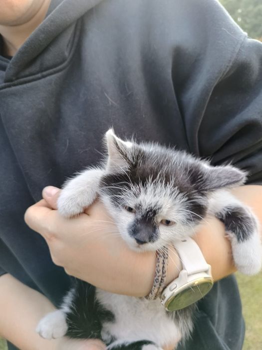 Oddam kotki w dobre ręce