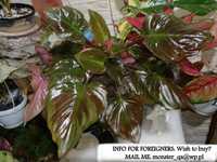 INTERNATIONAL Homalomena Dark Variegata philodendron czerwień czerń