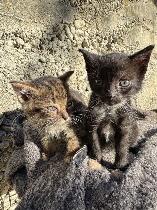 Kotki za darmo samidxielne