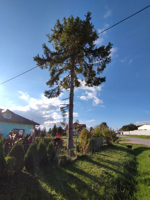 Wycinka drzew, wyburzenia, opróżnianie mieszkań