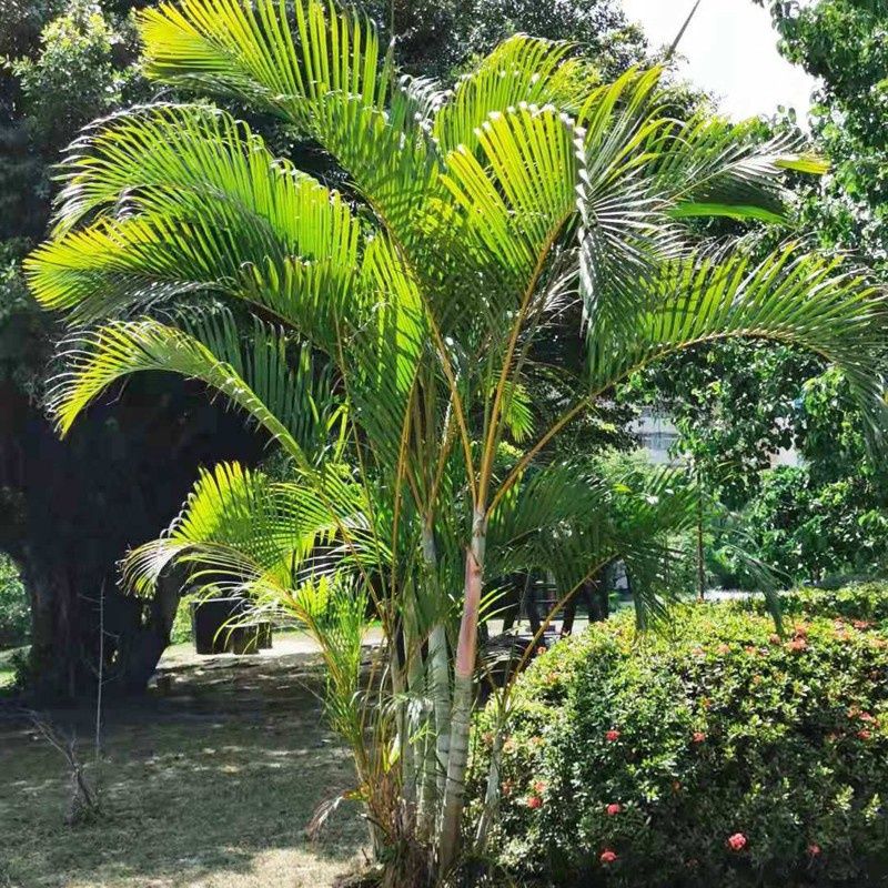 Palmeira Areca bambu, Dypsis lutescens