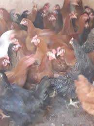 KURY NIOSKI młode kurki z jajkami. Kury ZDROWE.Ferma Drobiu.PROMOCJA