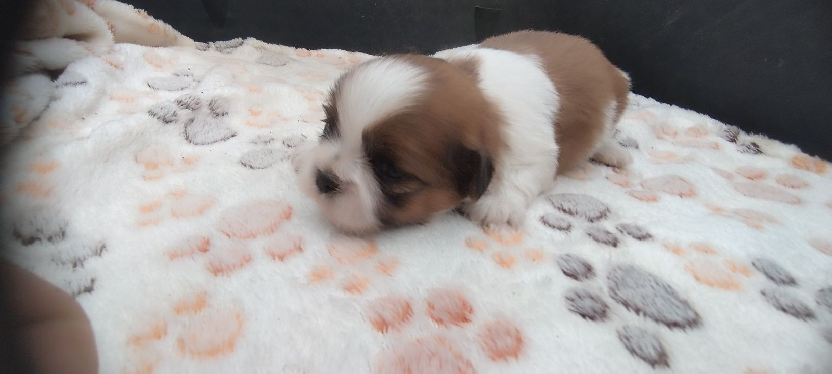 Piesek Shih Tzu.