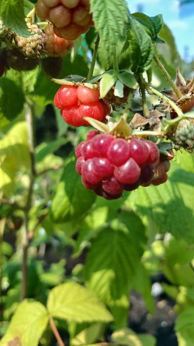 Лохина, інжир, годжі, малина ремонтантна червона та жовта