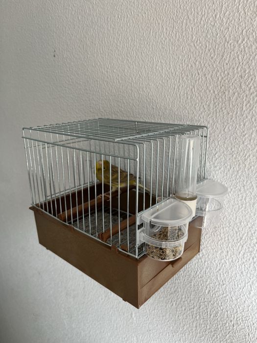 Gaiola timbrado espanhol