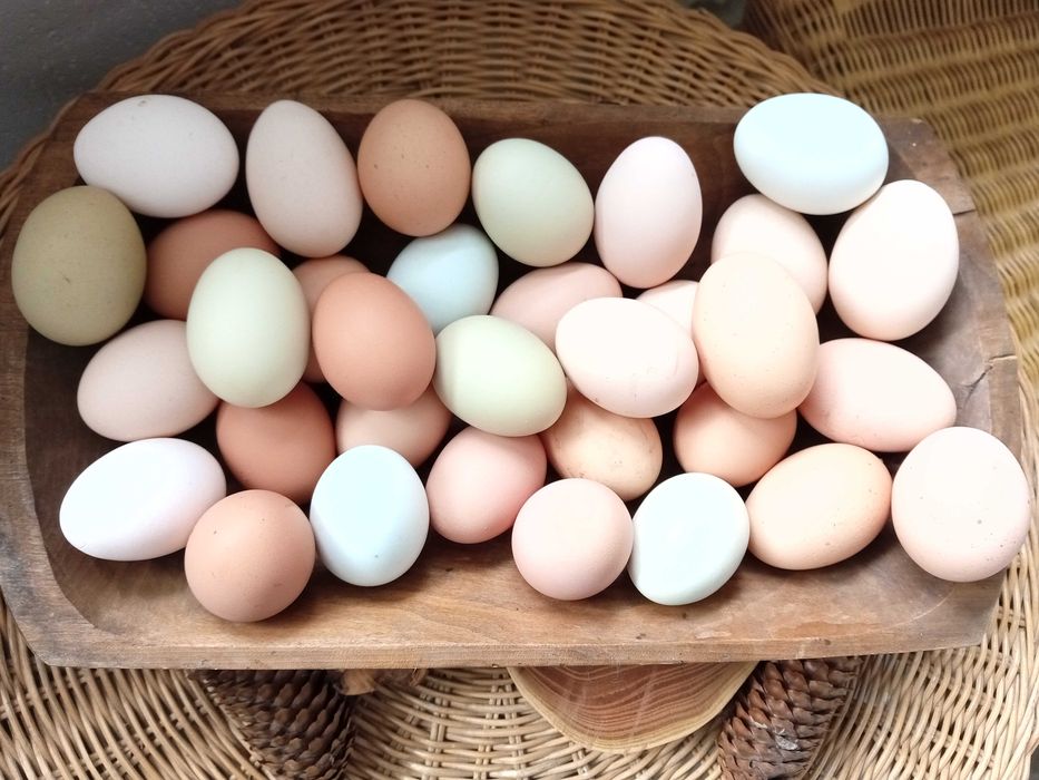 Świeże jajka wiejskie