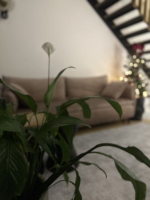 Apartament do wynajęcia przy starówce z parkingiem Zamość